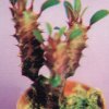 Euphorbia hermentiana v.rubra